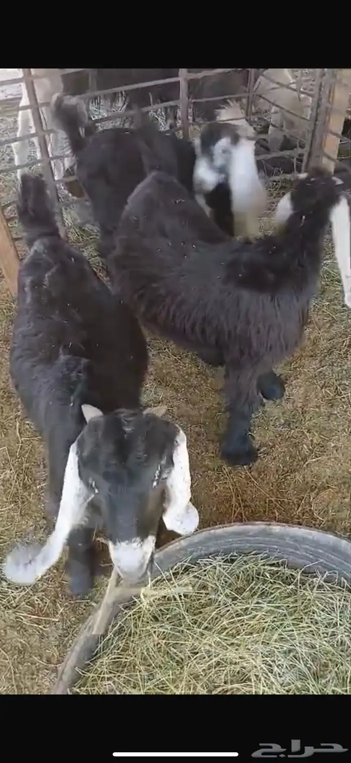 عنزين وحده ثنيه وحده سديس و نعجتين حيل تامات شبب فل شحم 39