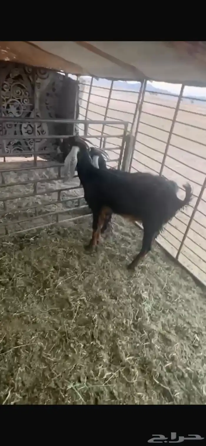 عنزين وحده ثنيه وحده سديس و نعجتين حيل تامات شبب فل شحم 18