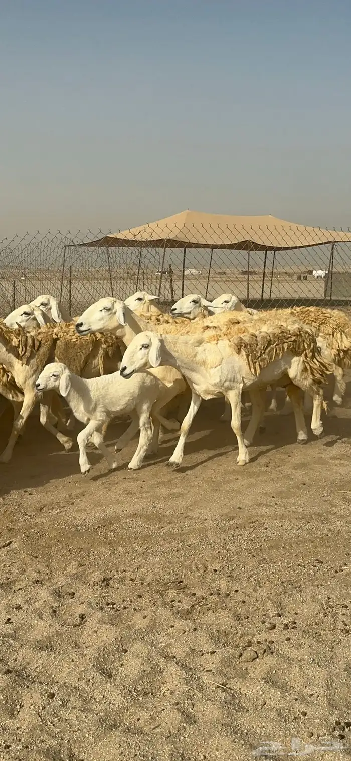 غنم حرية رخال حررش مراح واحد 32 تحتها 3 بلفحل 1