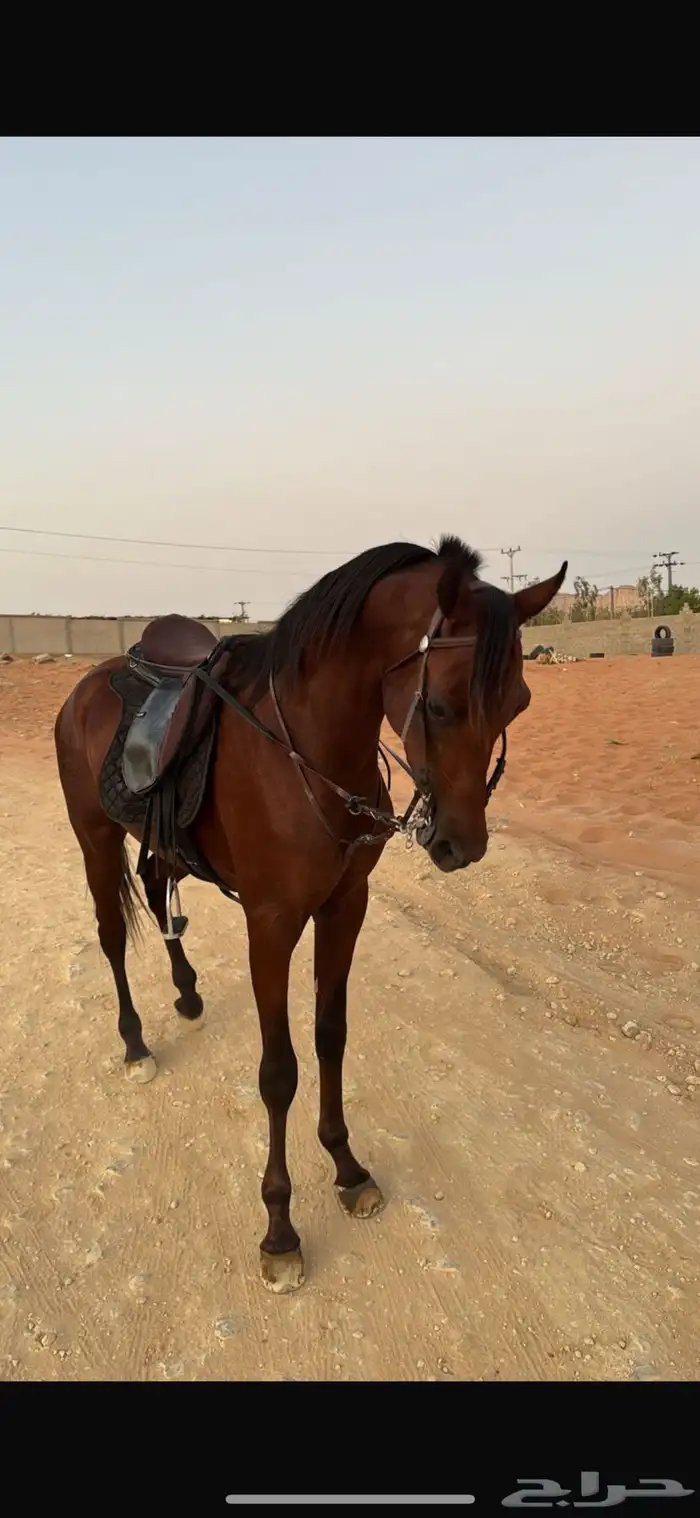 حصان واهو شيييخ ودم قوي 2