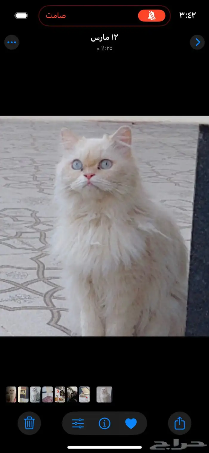 قط مفقود بحي البلديه 1