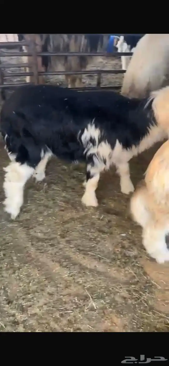 عنزين وحده ثنيه وحده سديس و نعجتين حيل تامات شبب فل شحم 7