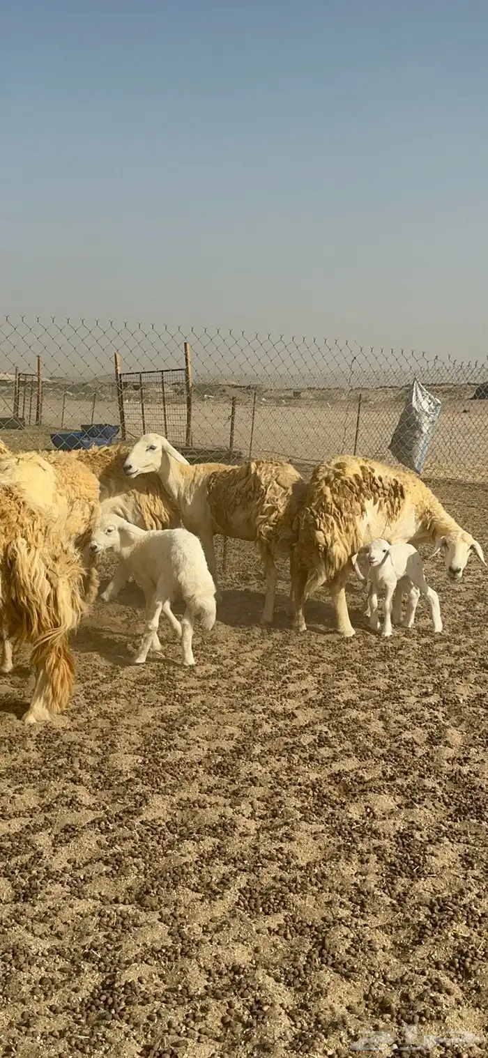 غنم حرية رخال حررش مراح واحد 32 تحتها 3 بلفحل 6