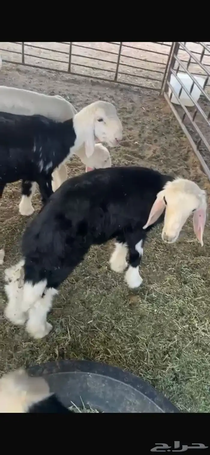 عنزين وحده ثنيه وحده سديس و نعجتين حيل تامات شبب فل شحم 12