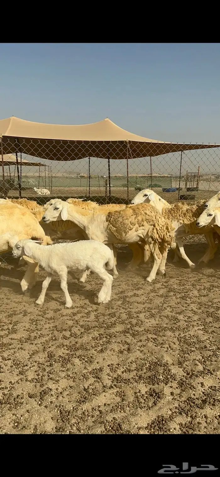 غنم حرية رخال حررش مراح واحد 32 تحتها 3 بلفحل 10