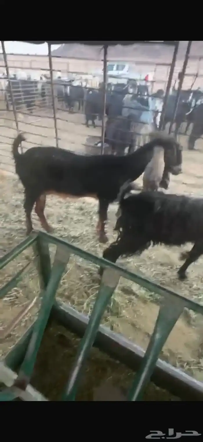 عنزين وحده ثنيه وحده سديس و نعجتين حيل تامات شبب فل شحم 19