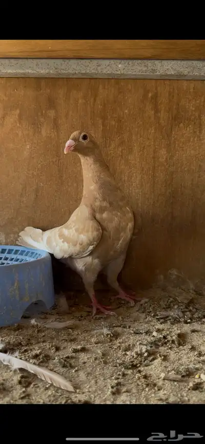 زاجل ( اصفر واحمر ) index