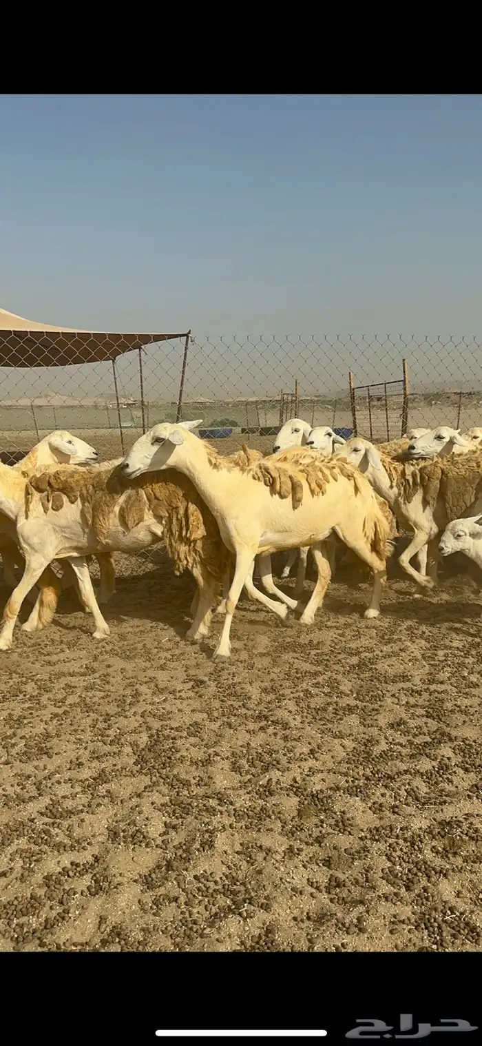 غنم حرية رخال حررش مراح واحد 32 تحتها 3 بلفحل 13