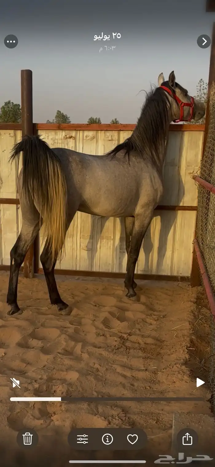 خيل جزيري 1