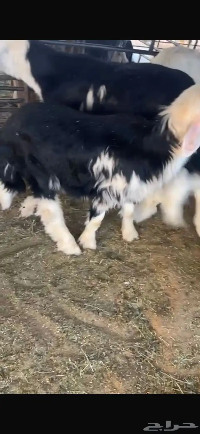 عنزين وحده ثنيه وحده سديس و نعجتين حيل تامات شبب فل شحم 6