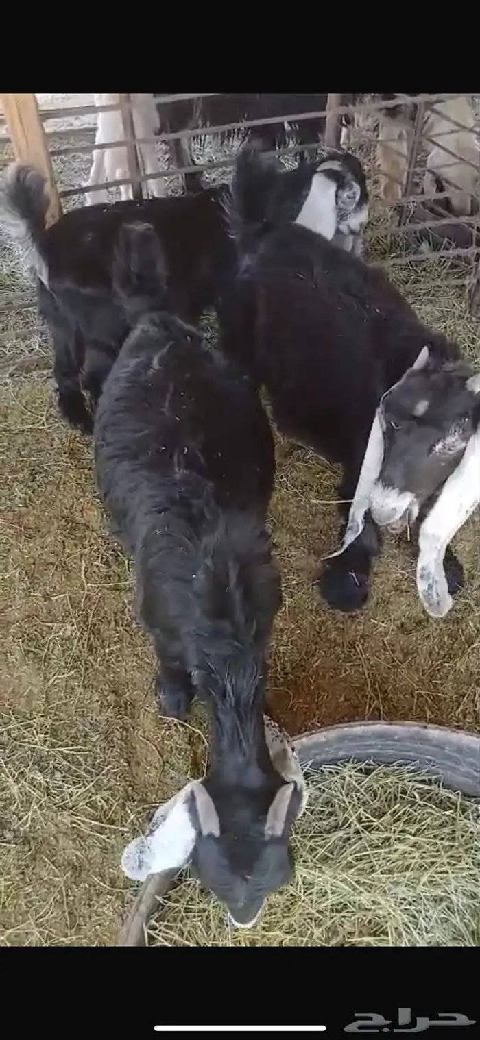 عنزين وحده ثنيه وحده سديس و نعجتين حيل تامات شبب فل شحم 33