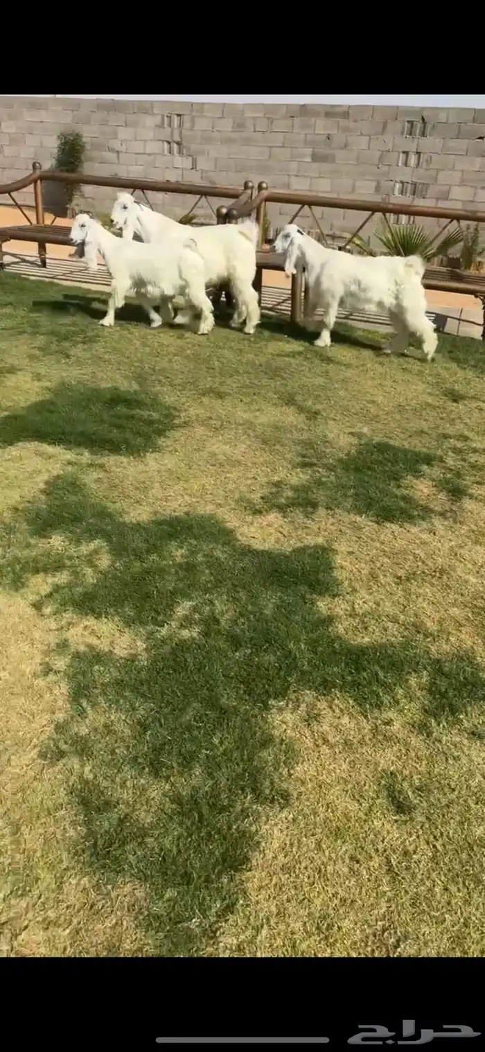 جفرات عوارض بيض نوادر خصم الخصم 4