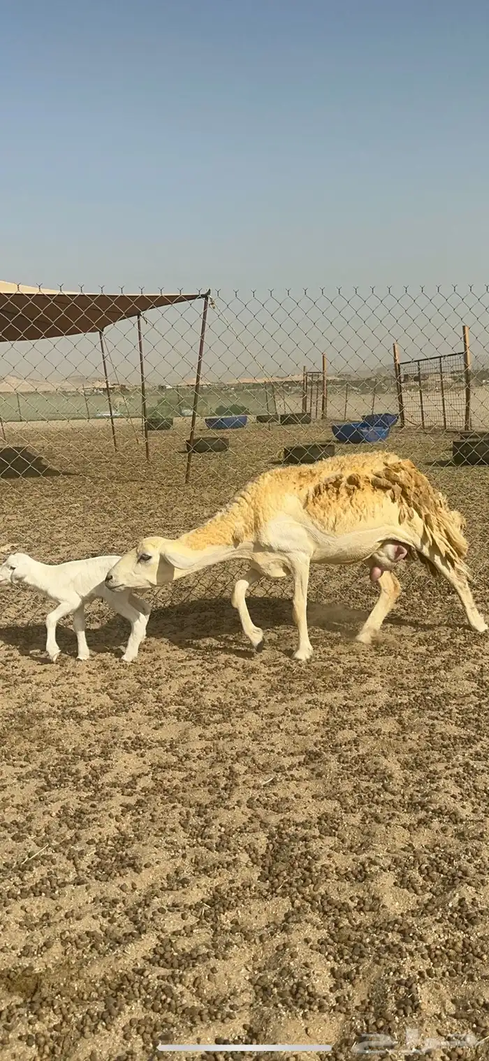 غنم حرية رخال حررش مراح واحد 32 تحتها 3 بلفحل 12