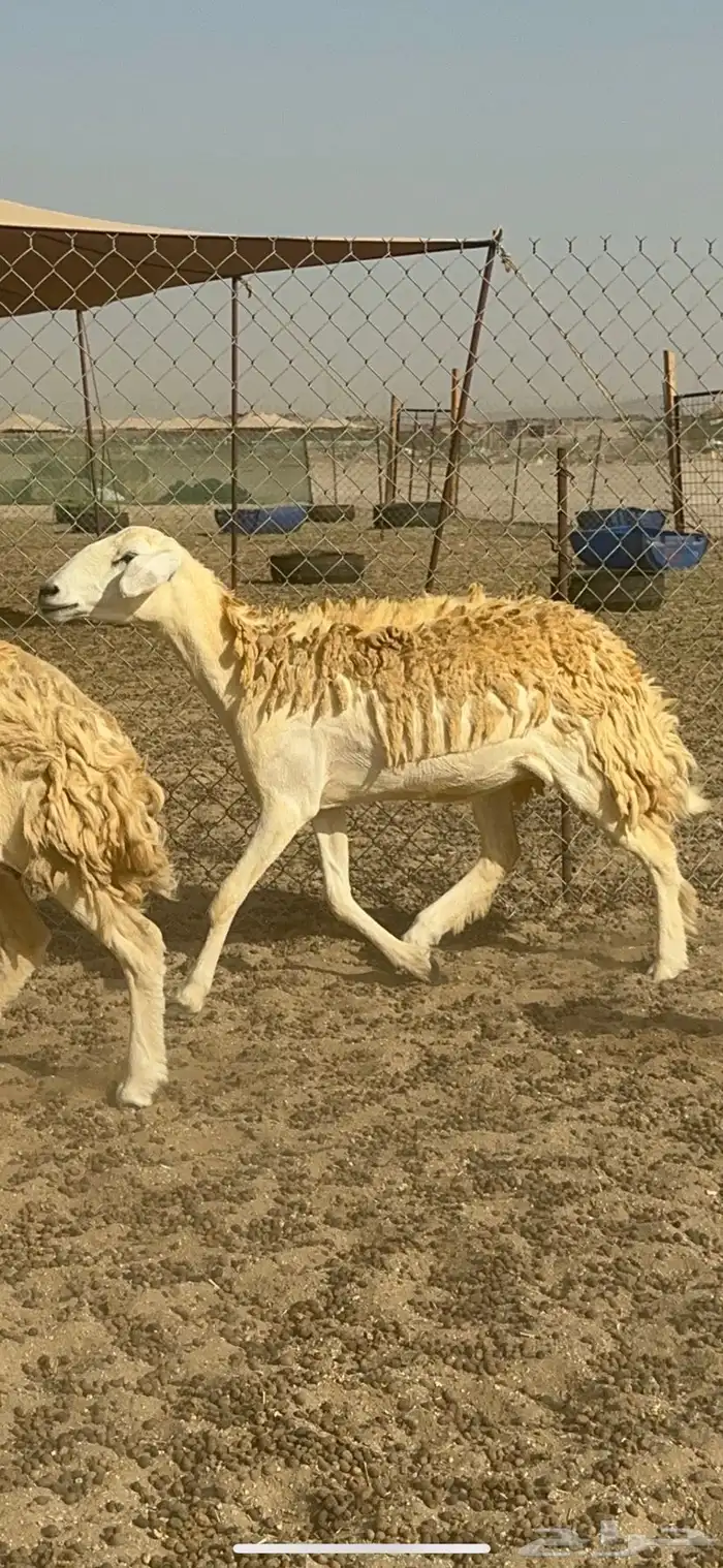 غنم حرية رخال حررش مراح واحد 32 تحتها 3 بلفحل 0