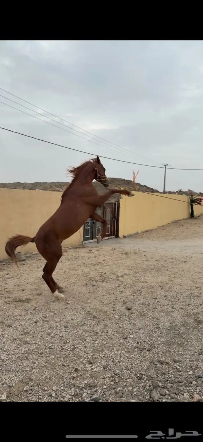 حصان شعبي حار ر كفو على سوم 0