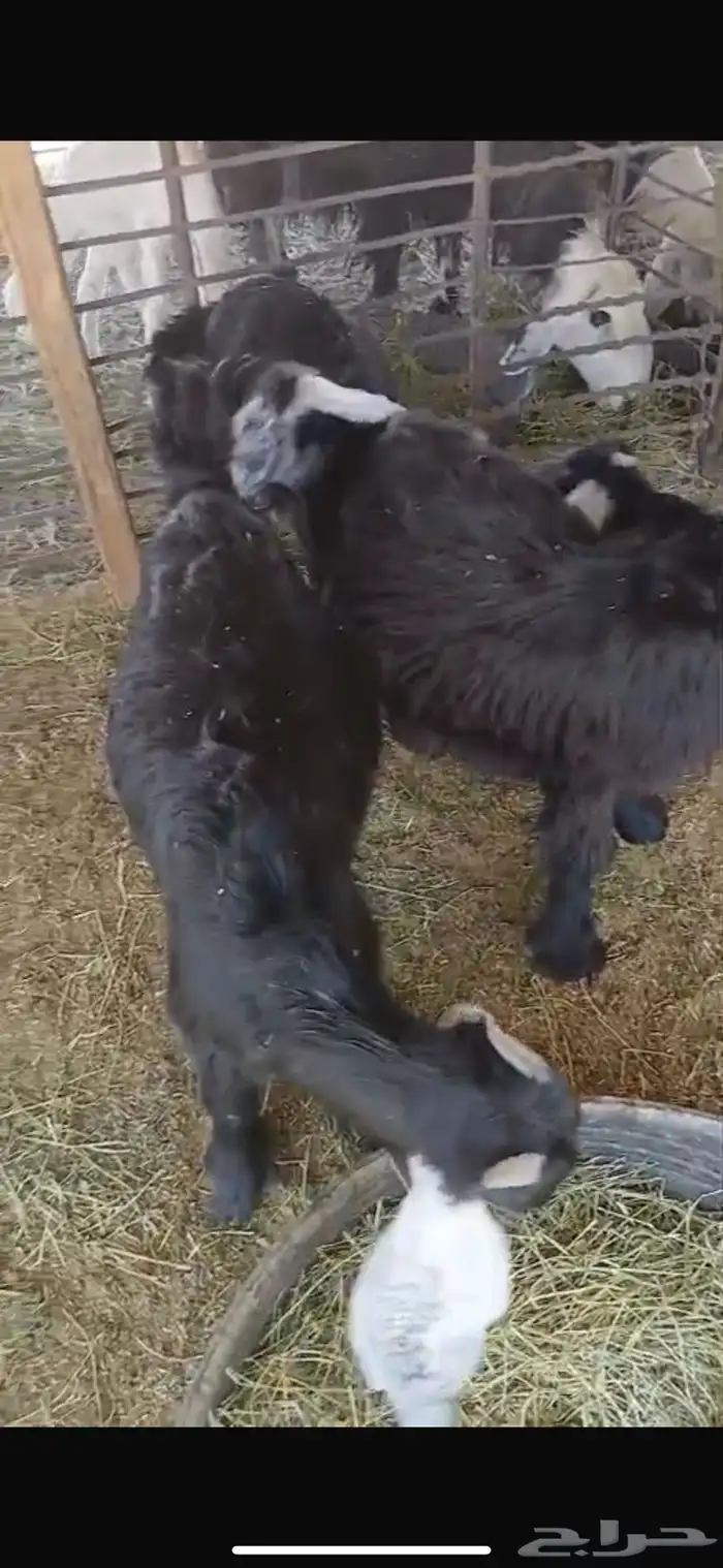 عنزين وحده ثنيه وحده سديس و نعجتين حيل تامات شبب فل شحم 34