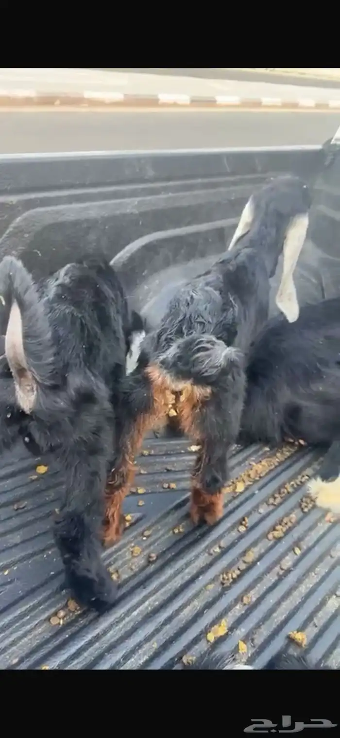 عنزين وحده ثنيه وحده سديس و نعجتين حيل تامات شبب فل شحم 3