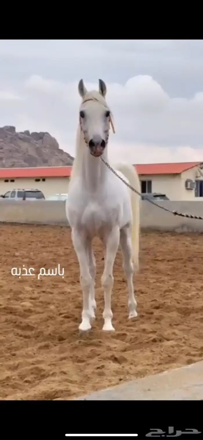 مهرة تمتلك قطعة متناسقة 9