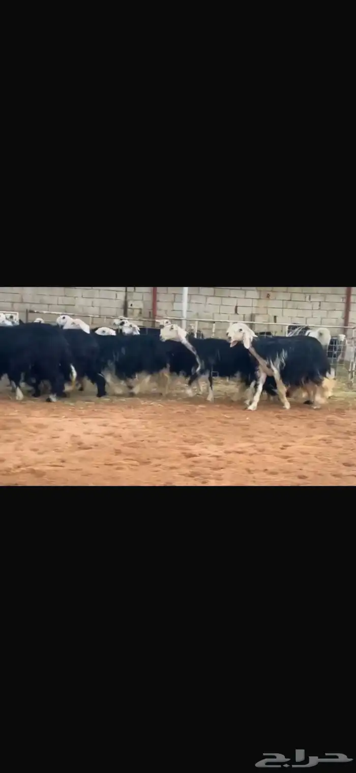 عرض بيع نجد صنف 0