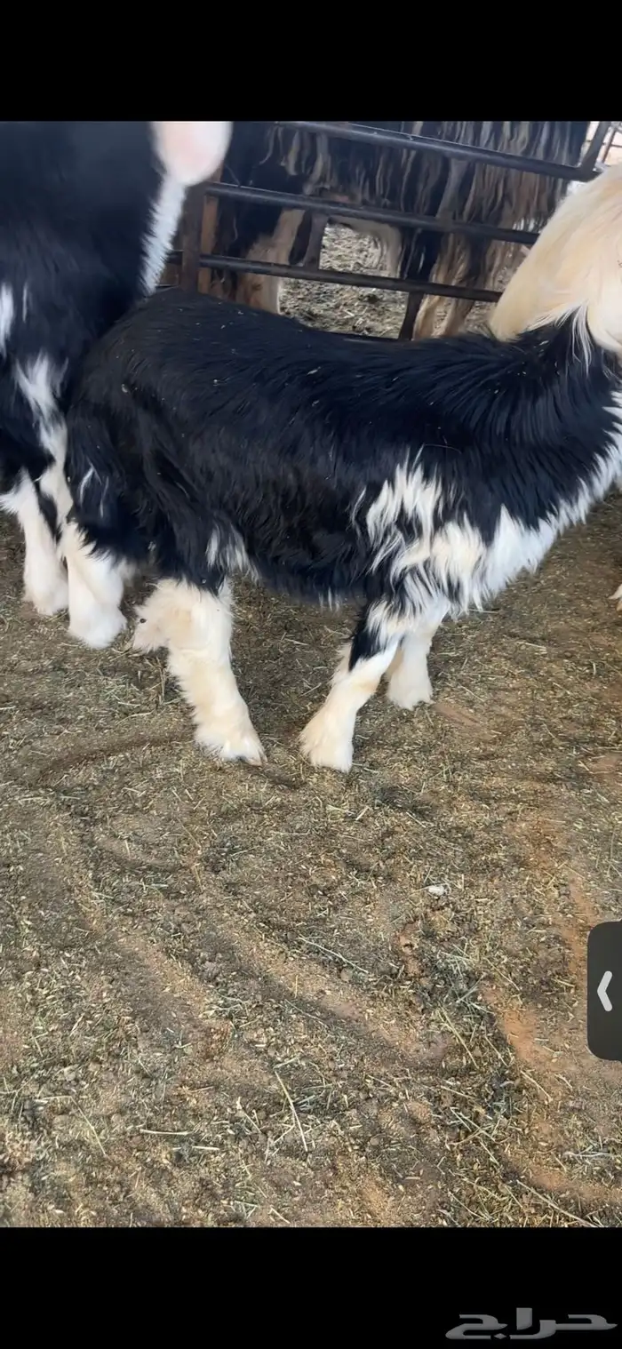 عنزين وحده ثنيه وحده سديس و نعجتين حيل تامات شبب فل شحم 26