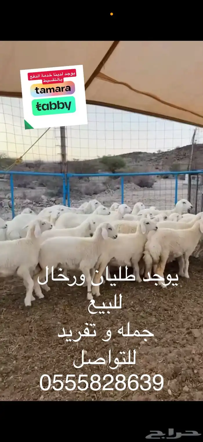 طليان ورخال جمله و تفريد العقيق الباحة 0