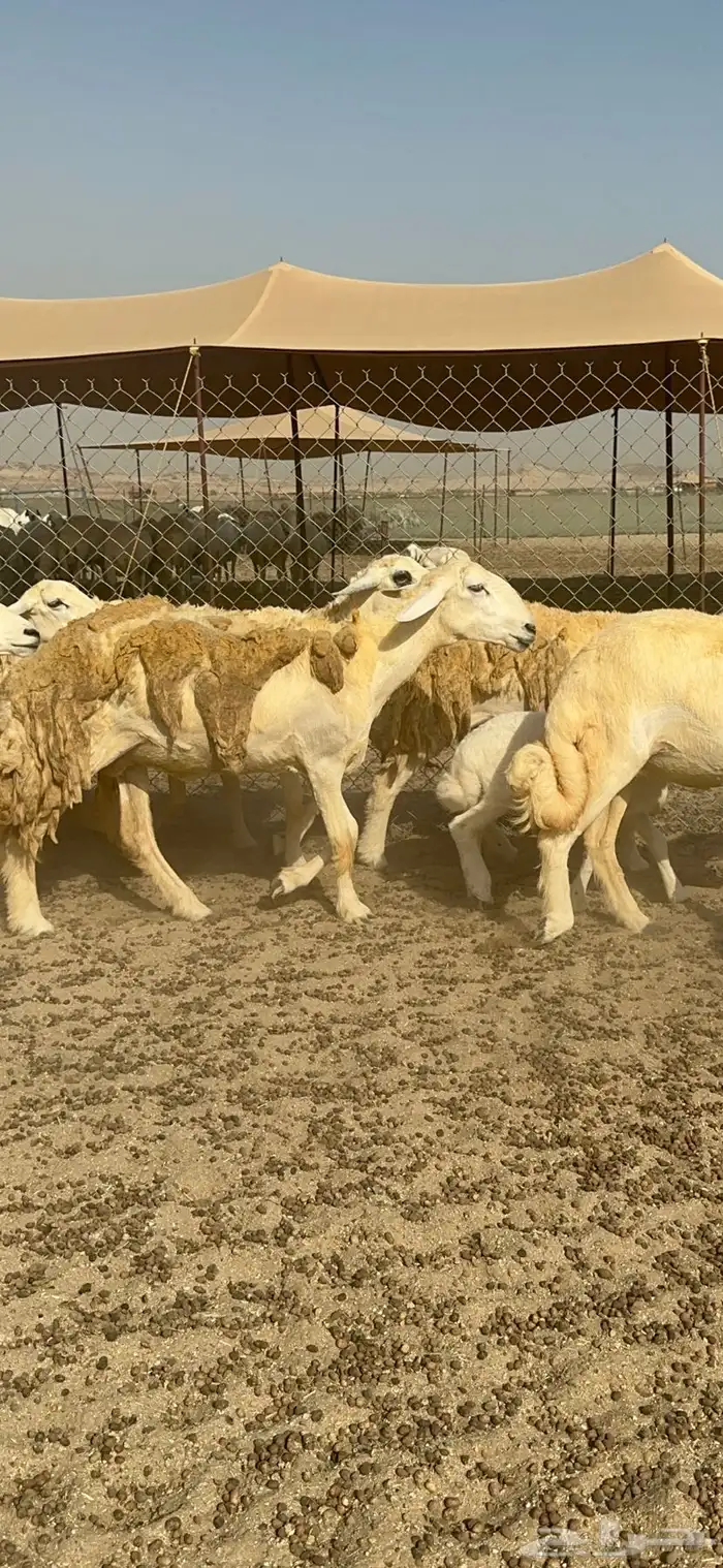 غنم حرية رخال حررش مراح واحد 32 تحتها 3 بلفحل 9