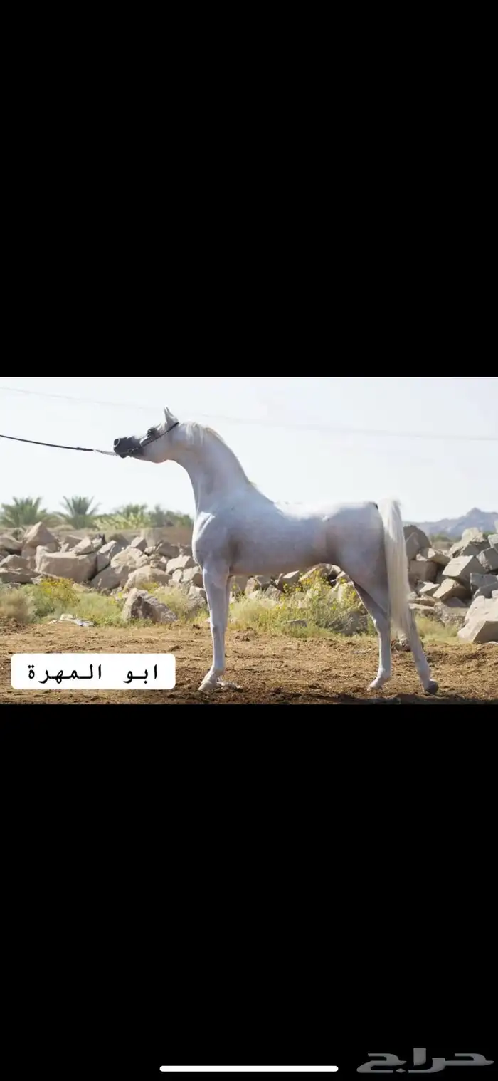 مهرة تمتلك قطعة متناسقة 1