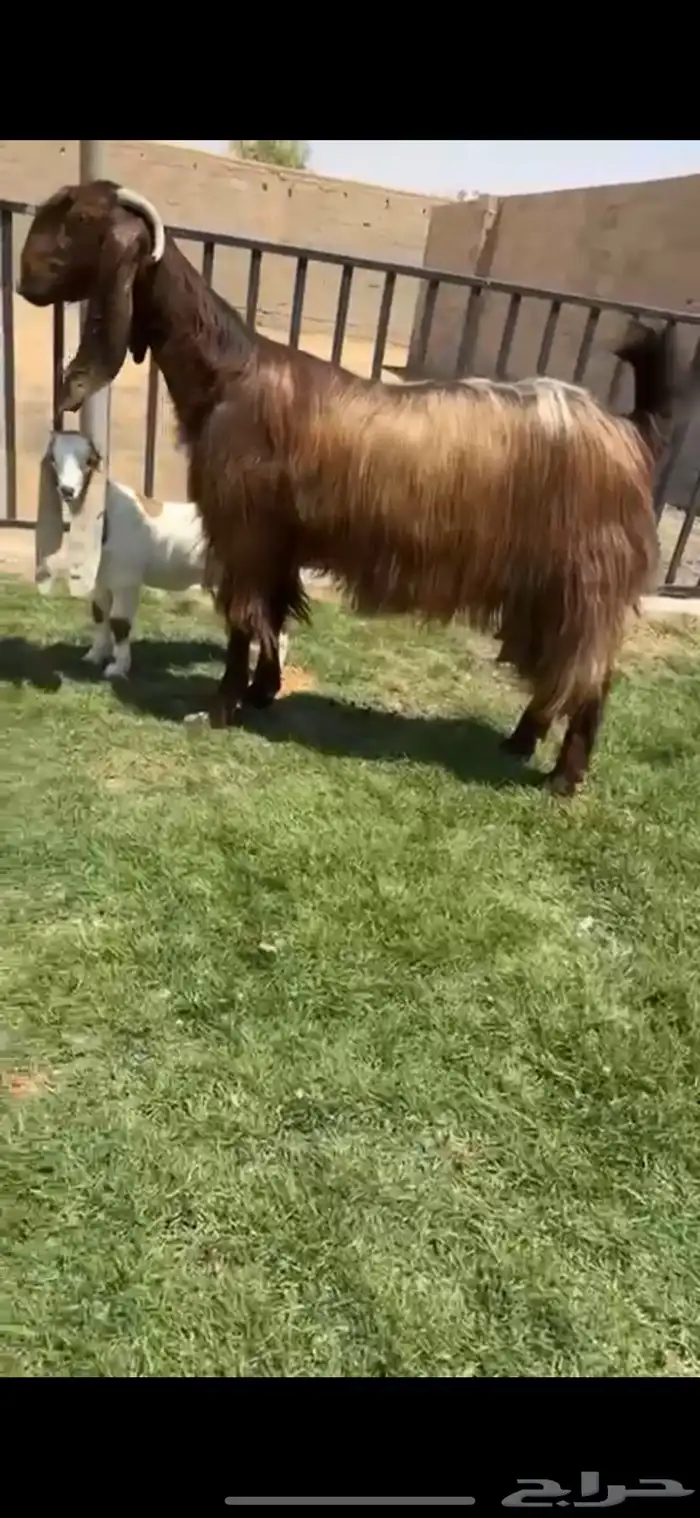 للبيع عنز والد قبرصيه خصمم 0