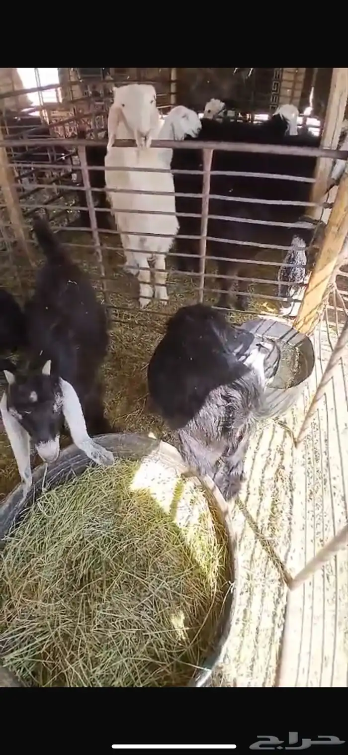 عنزين وحده ثنيه وحده سديس و نعجتين حيل تامات شبب فل شحم 38