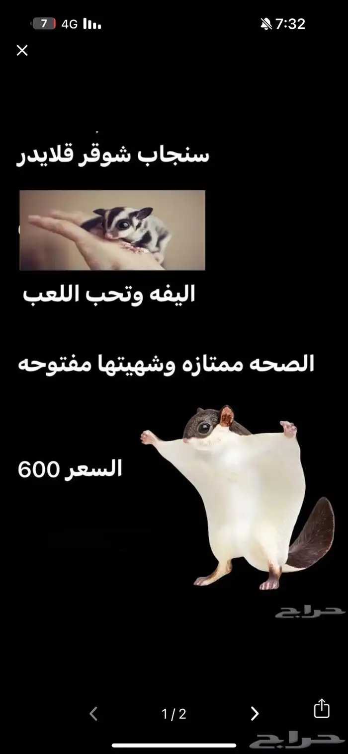 سنجاب طائر شوقر قلايدر 0
