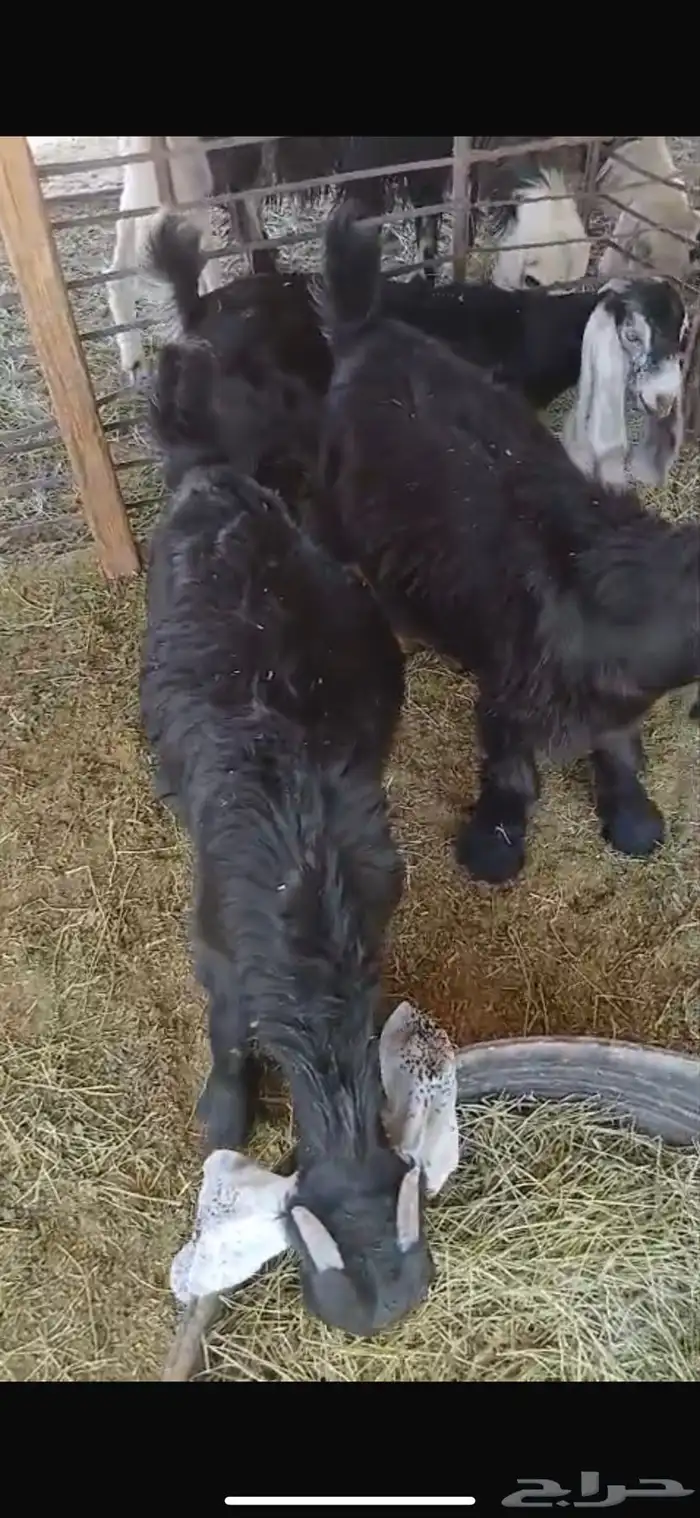 عنزين وحده ثنيه وحده سديس و نعجتين حيل تامات شبب فل شحم 32