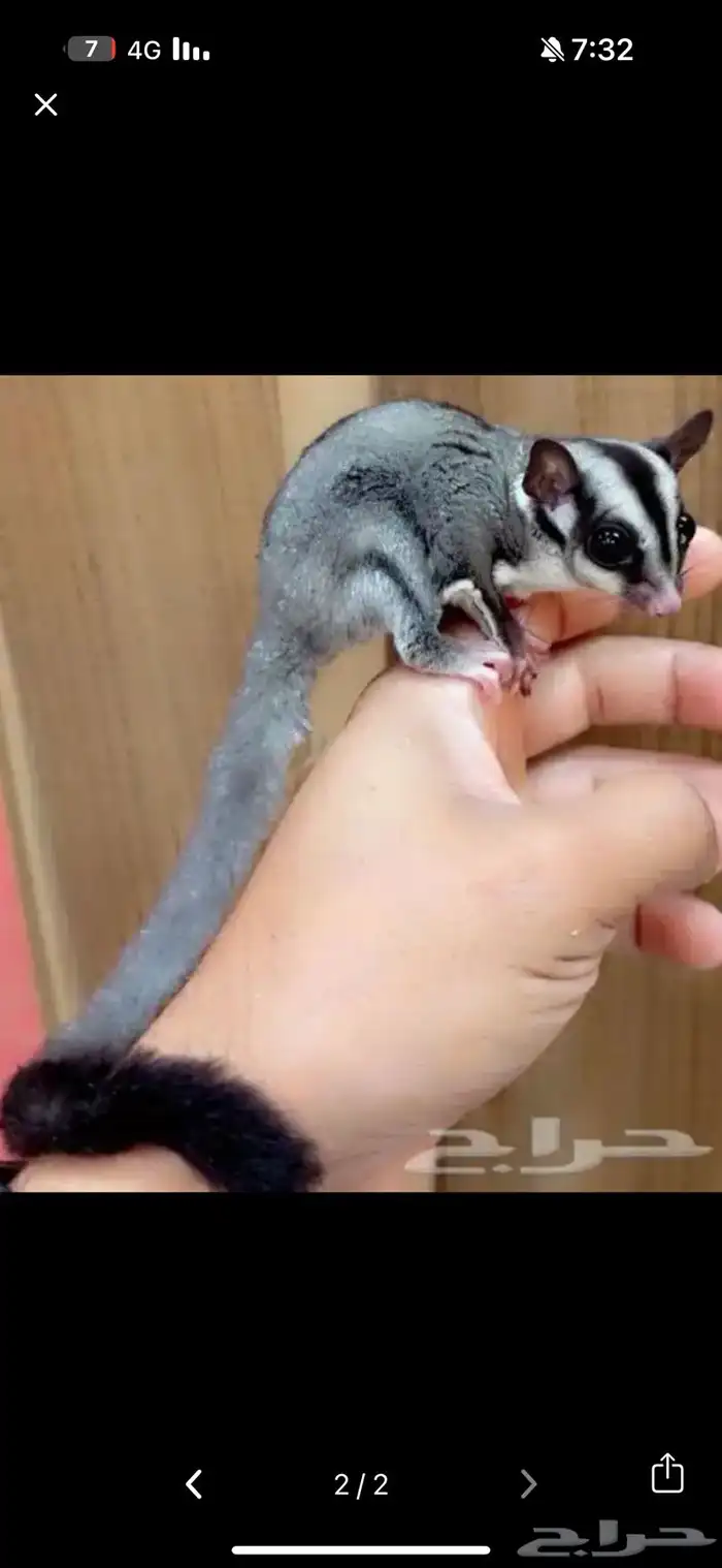 سنجاب طائر شوقر قلايدر 1