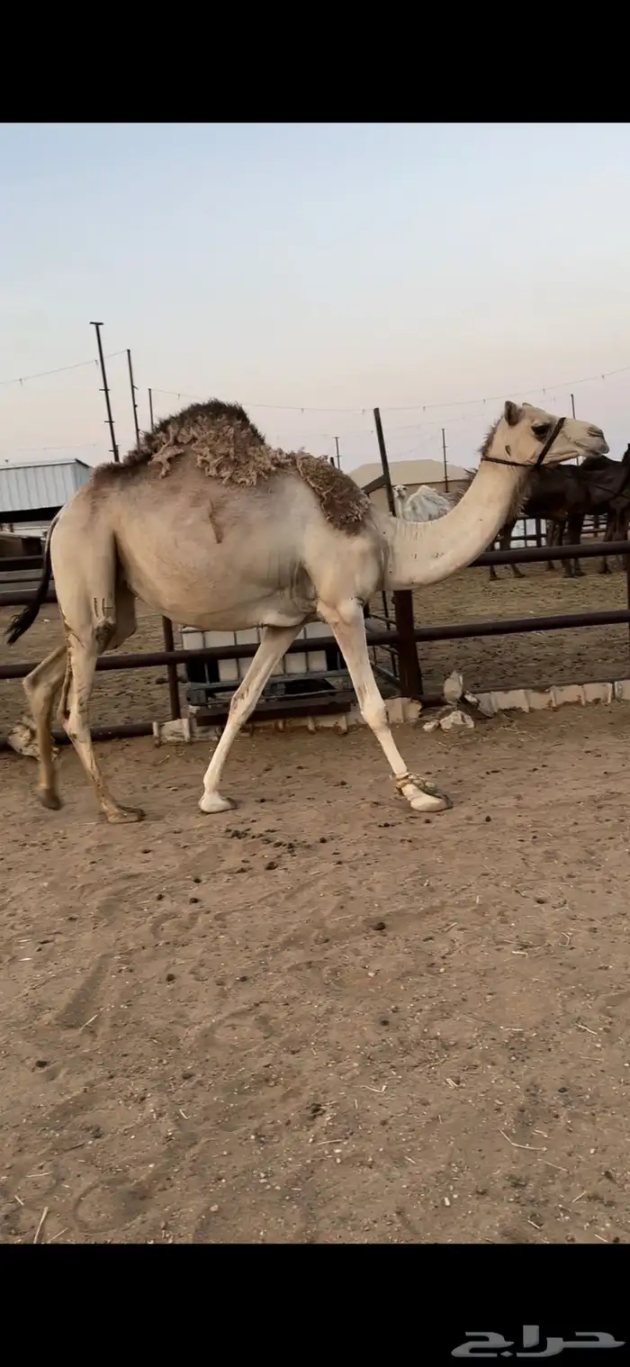 لقحه جذعه تقاود بالرسن 0