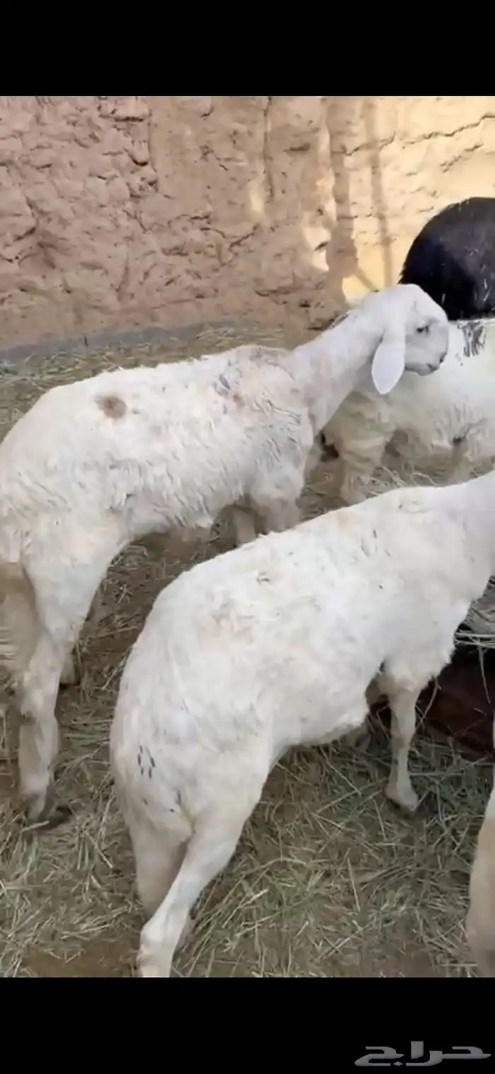طليان سواكن نظاف مرابي 0