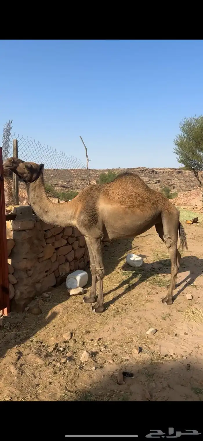 ظهران الجنوب 1