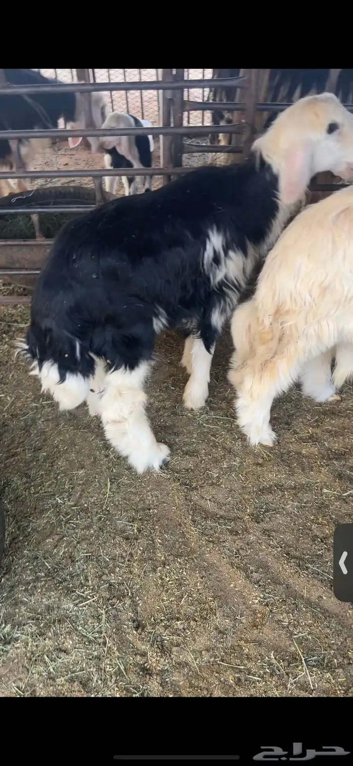 عنزين وحده ثنيه وحده سديس و نعجتين حيل تامات شبب فل شحم 22