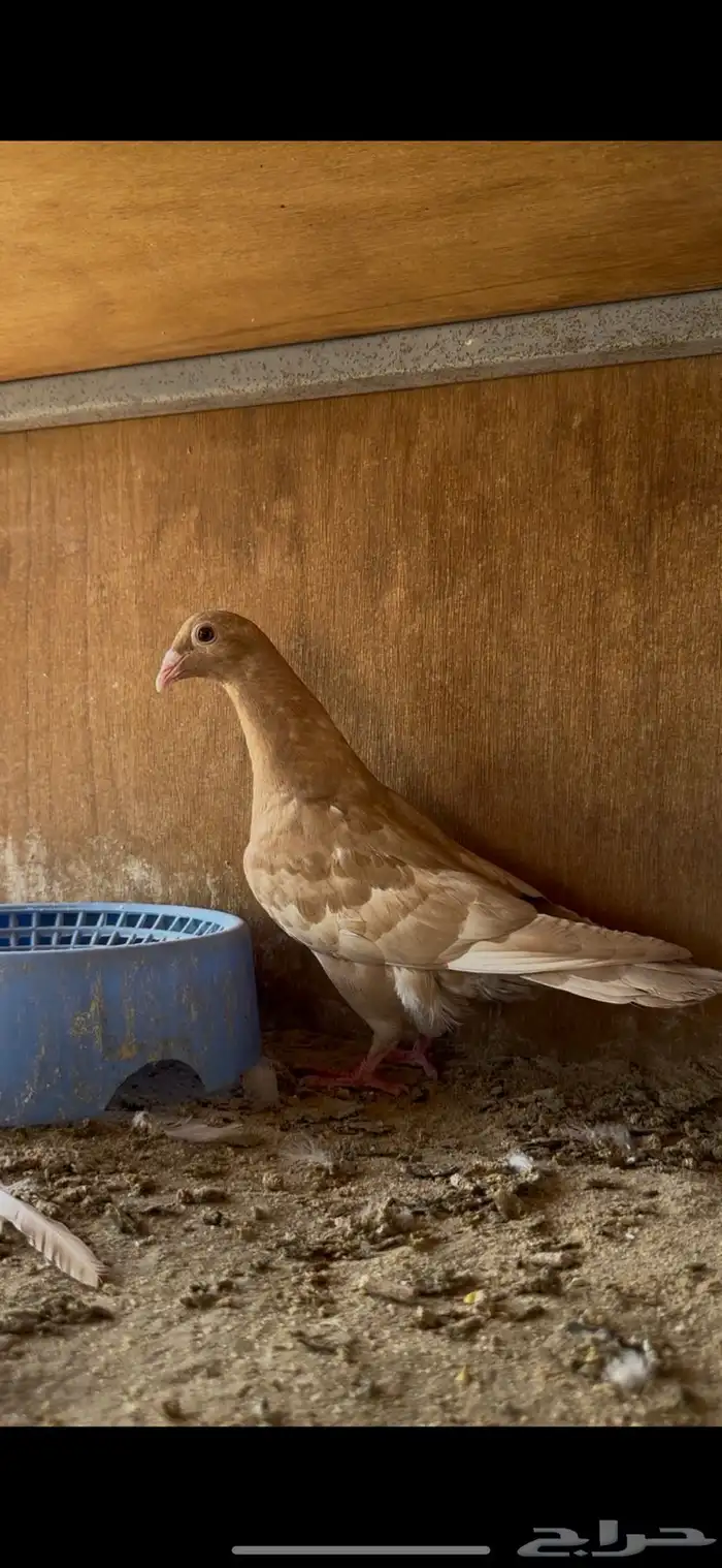 زاجل ( اصفر واحمر ) 1