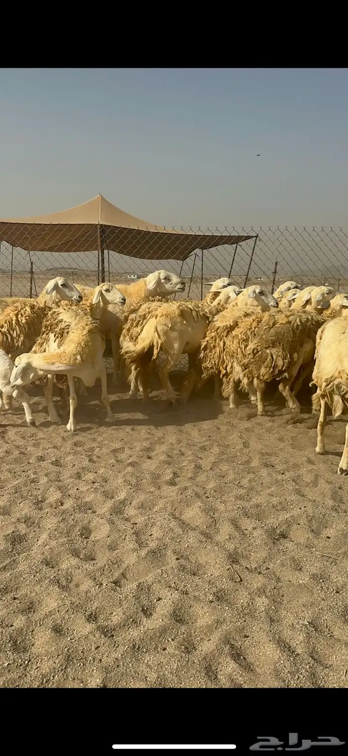 غنم حرية رخال حررش مراح واحد 32 تحتها 3 بلفحل 3