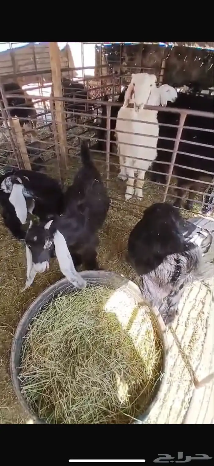 عنزين وحده ثنيه وحده سديس و نعجتين حيل تامات شبب فل شحم 37