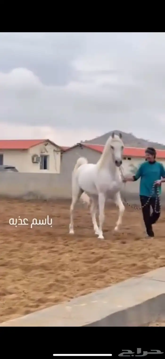 مهرة تمتلك قطعة متناسقة 11