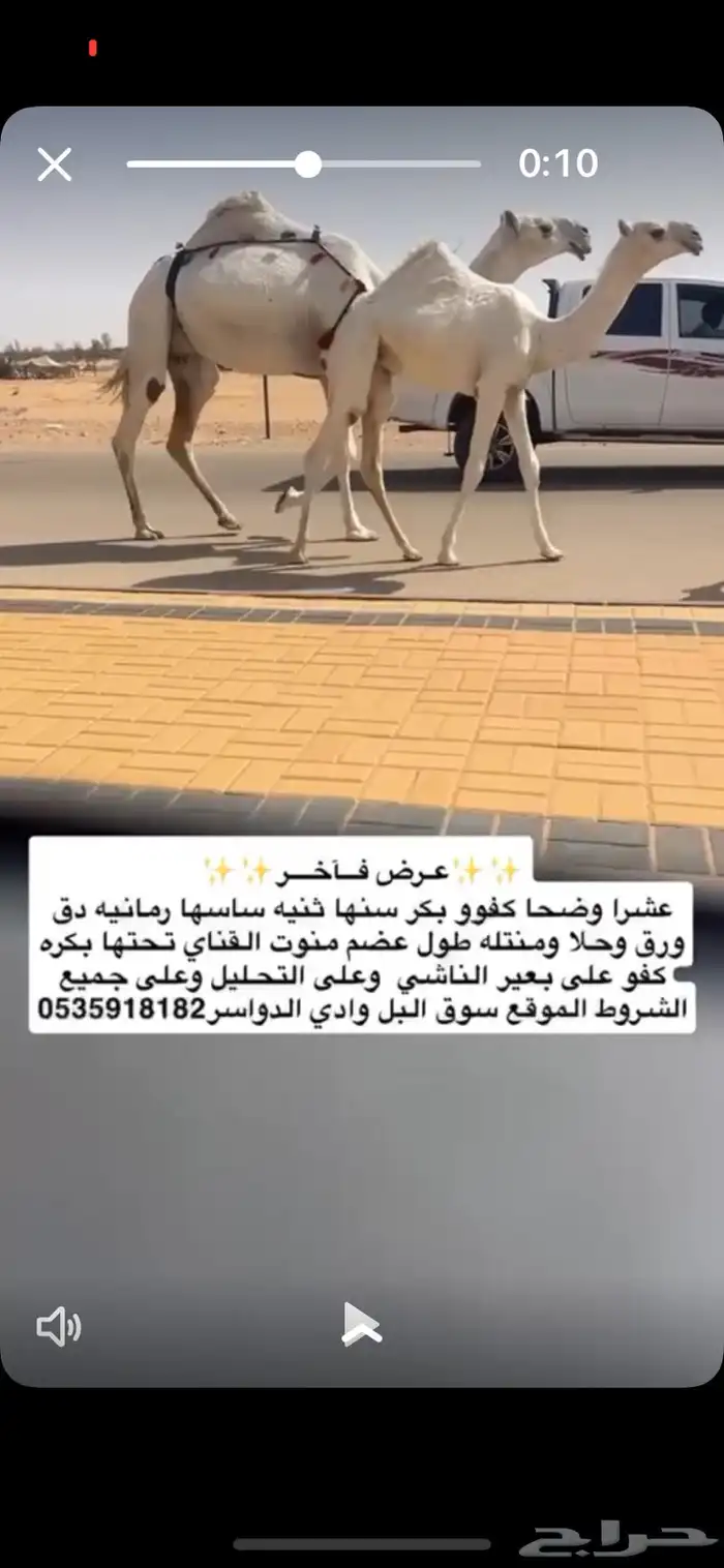 وضحا بكر رمانيه بداوه كفو تحتها بكره كفو لها مستقبل قوي 0
