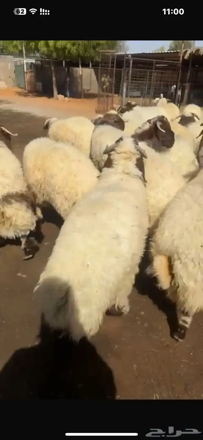 بيع اغنام متوفر تقسيط تابي تقسيط تمارا 11