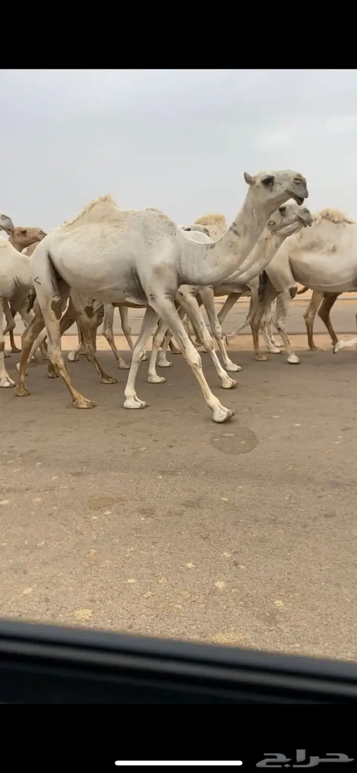 4 لقحات كفووو بداوه عسره اسنانهن ثنايا وضروبه جذعه 3