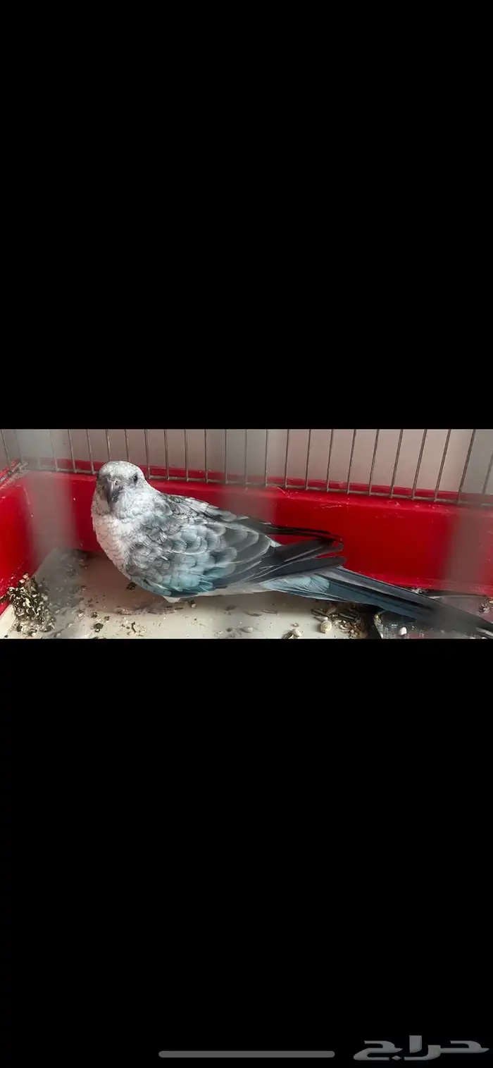 براكيت لون مميز 1