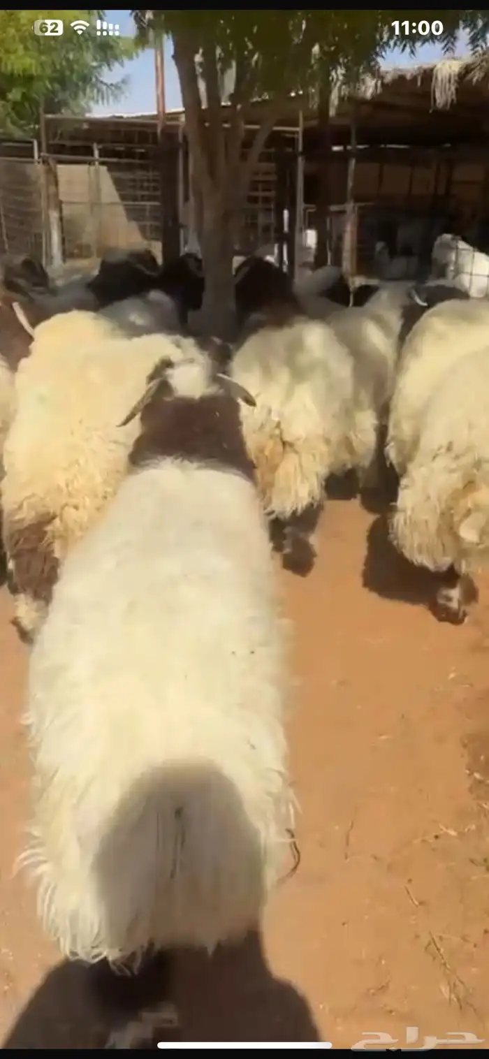 بيع خرفان متوفر تقسيط تابي وتمارا 1