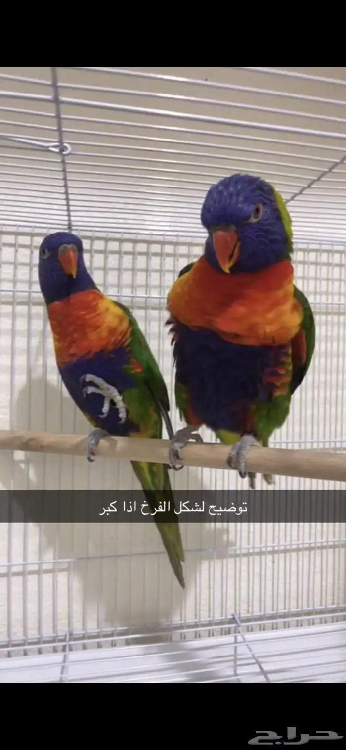 فرخ لوري رينبو 1