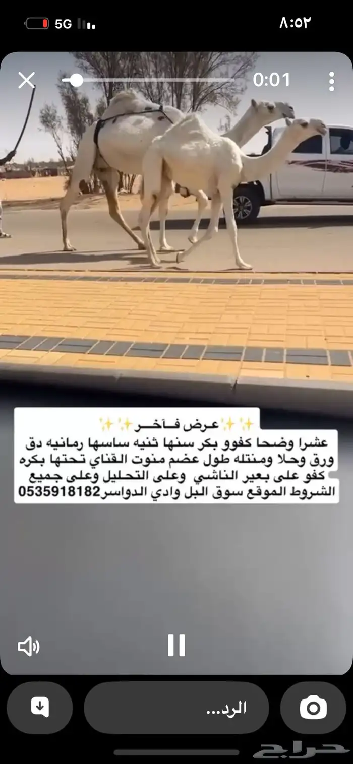وضحا بكر رمانيه بداوه كفو تحتها بكره كفو لها مستقبل قوي 1