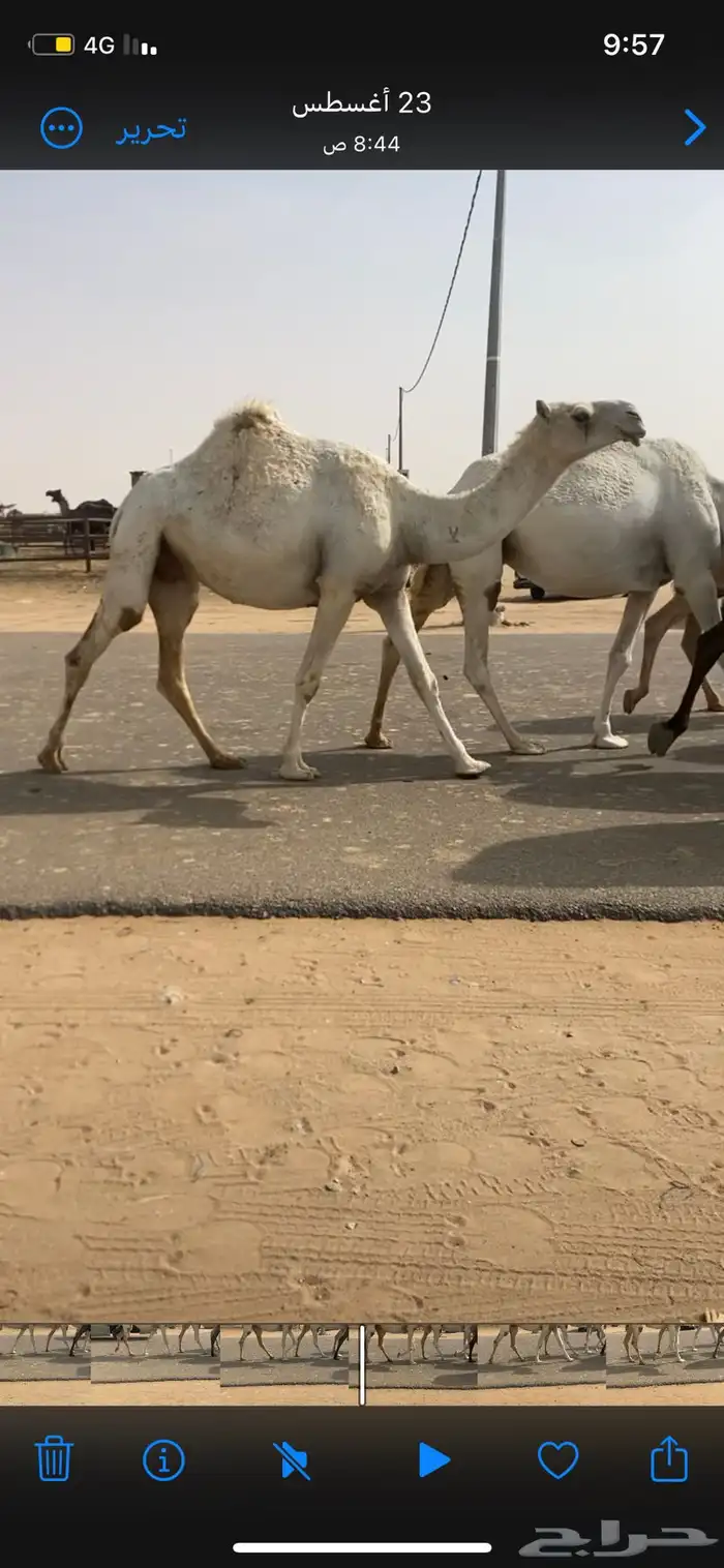 4 لقحات كفووو بداوه عسره اسنانهن ثنايا وضروبه جذعه 4