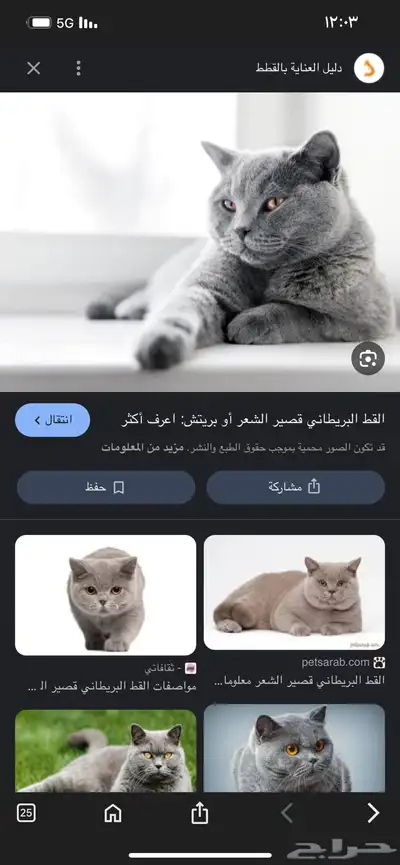 قططة بريطانيه index