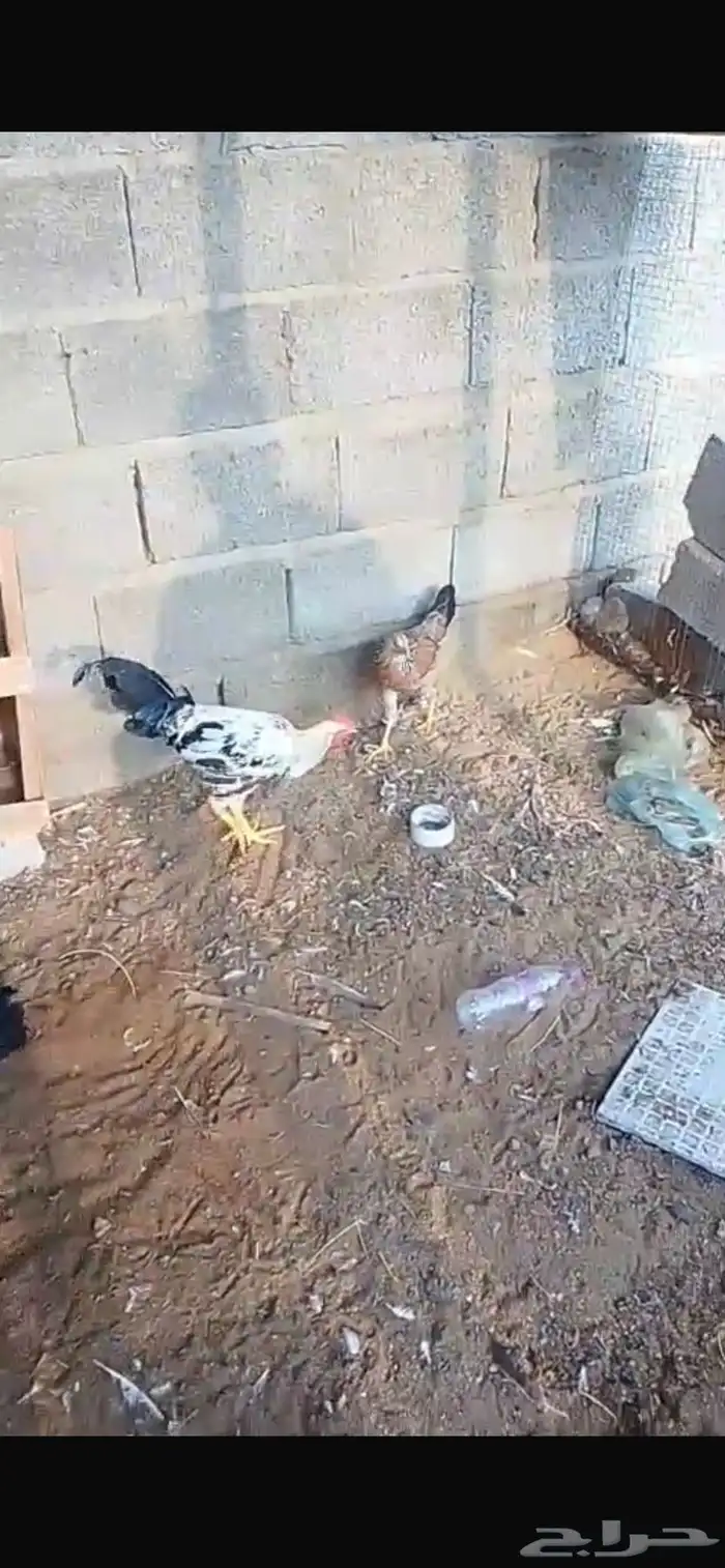دجاج للبيع 1